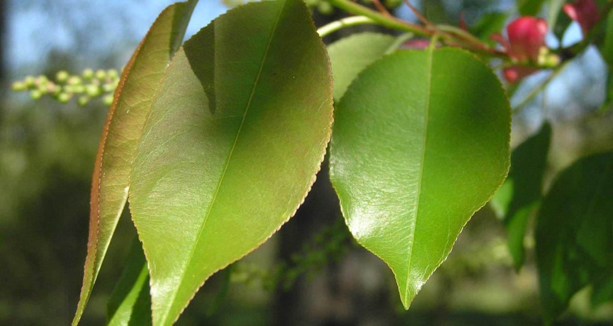 Tree leaves