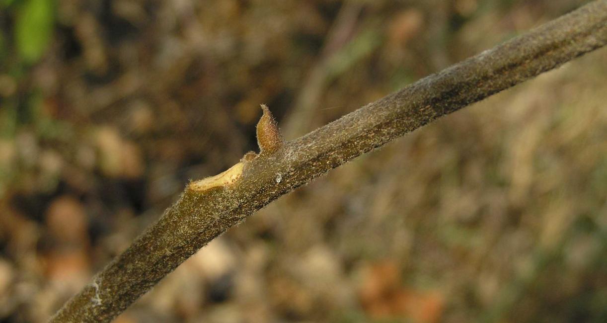 Tree branch
