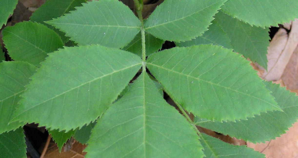 Tree leaves