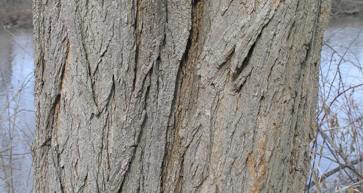 Tree bark