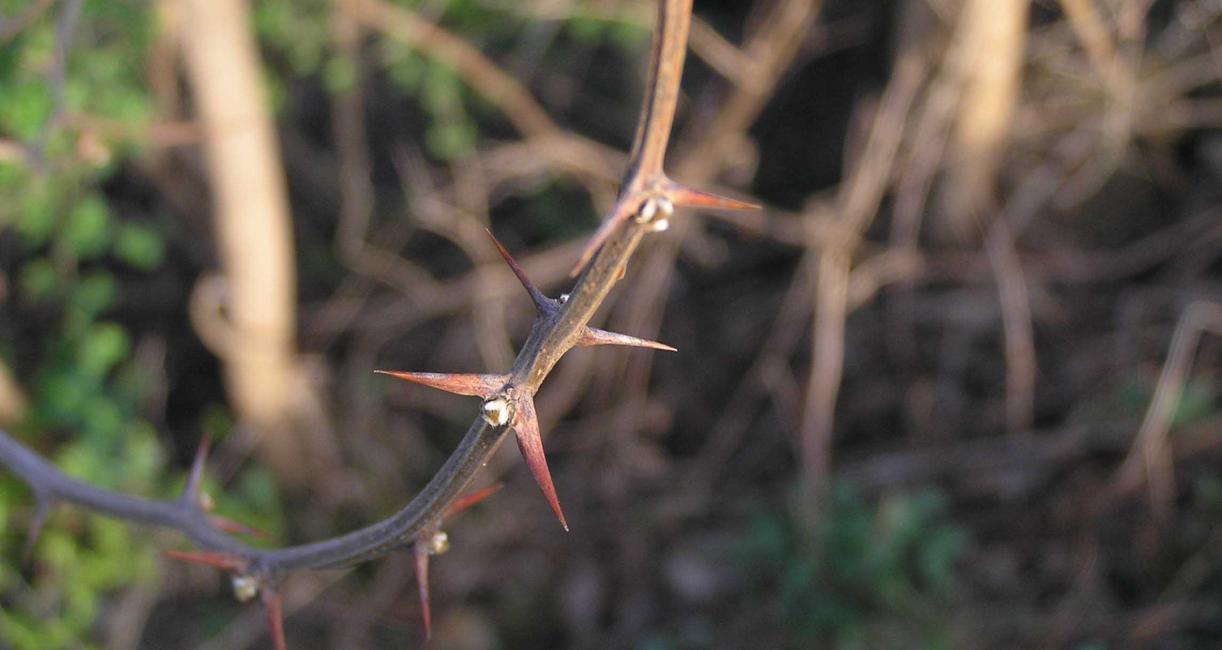 Tree branch