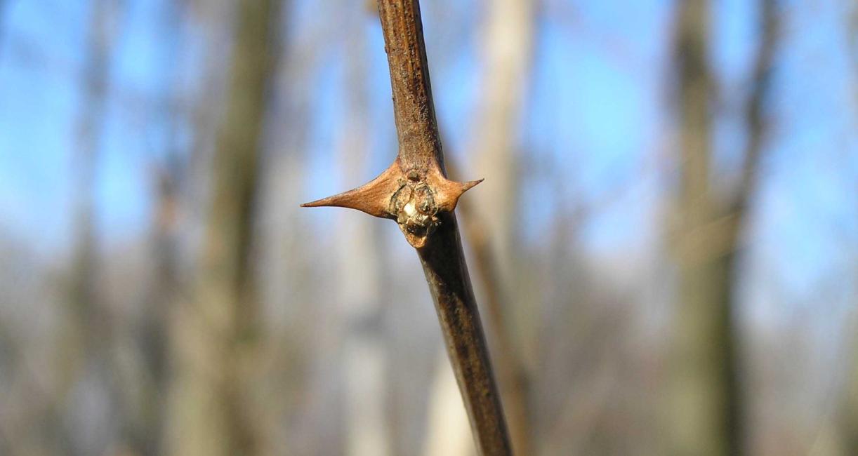 Tree bud