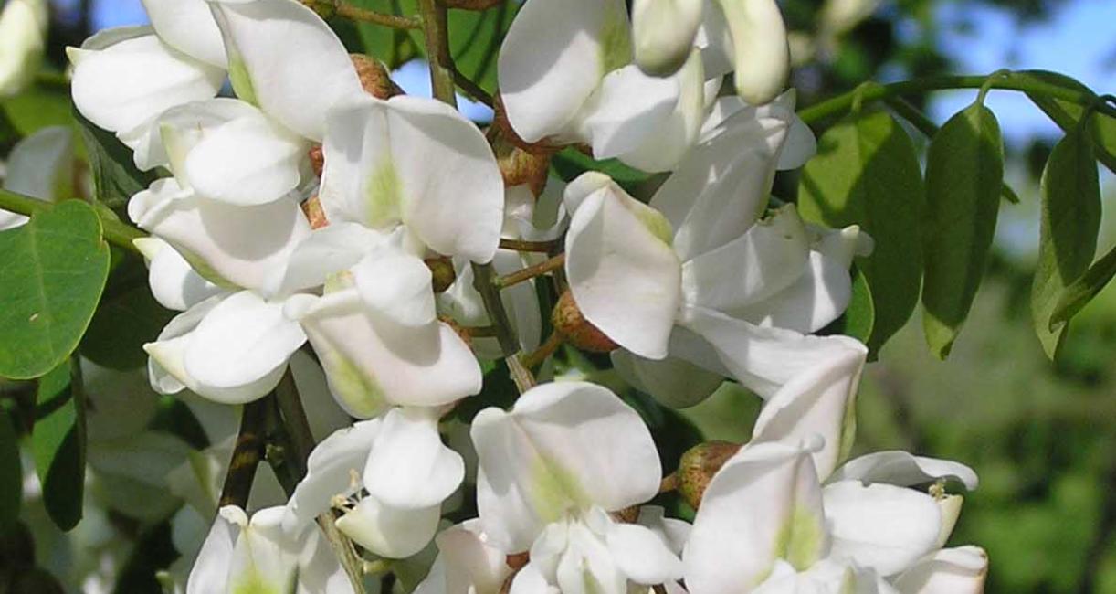 Tree flower