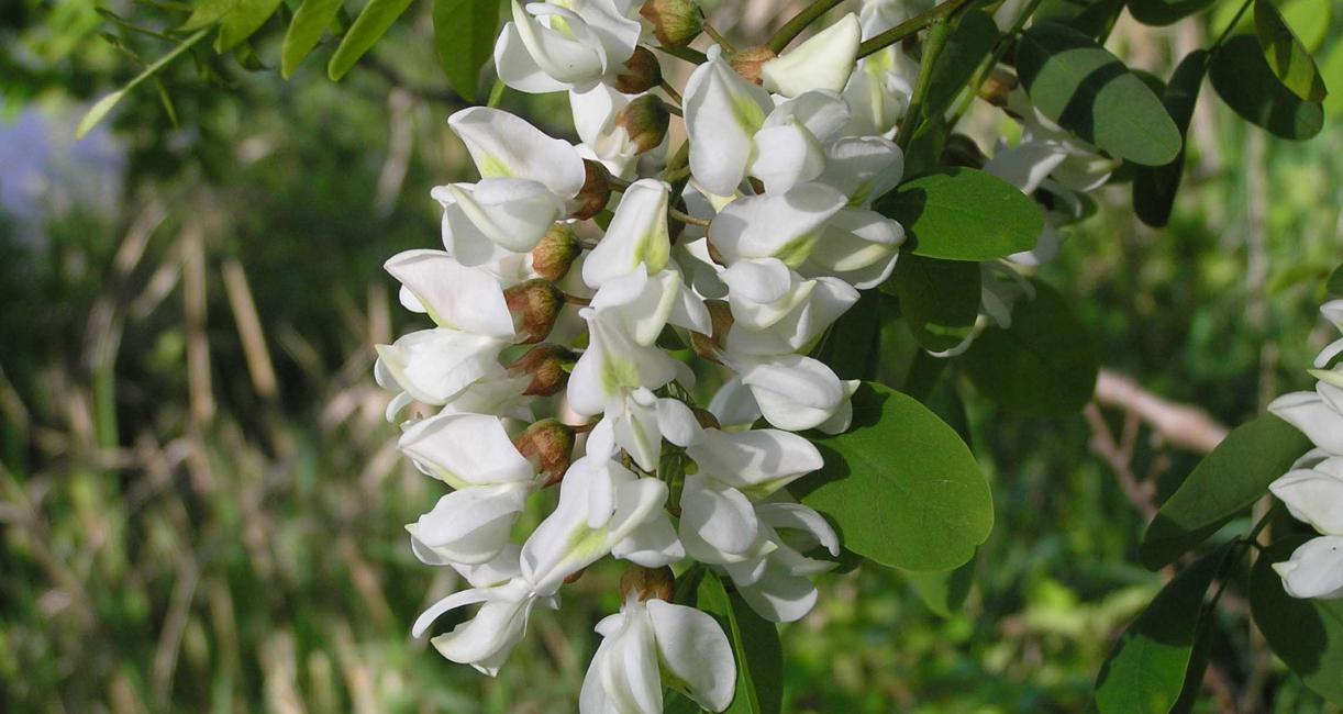 Tree flower