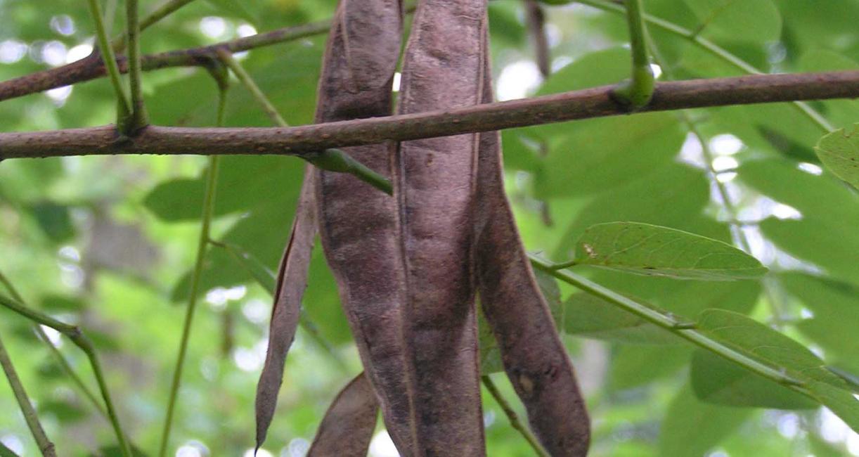 Tree fruit