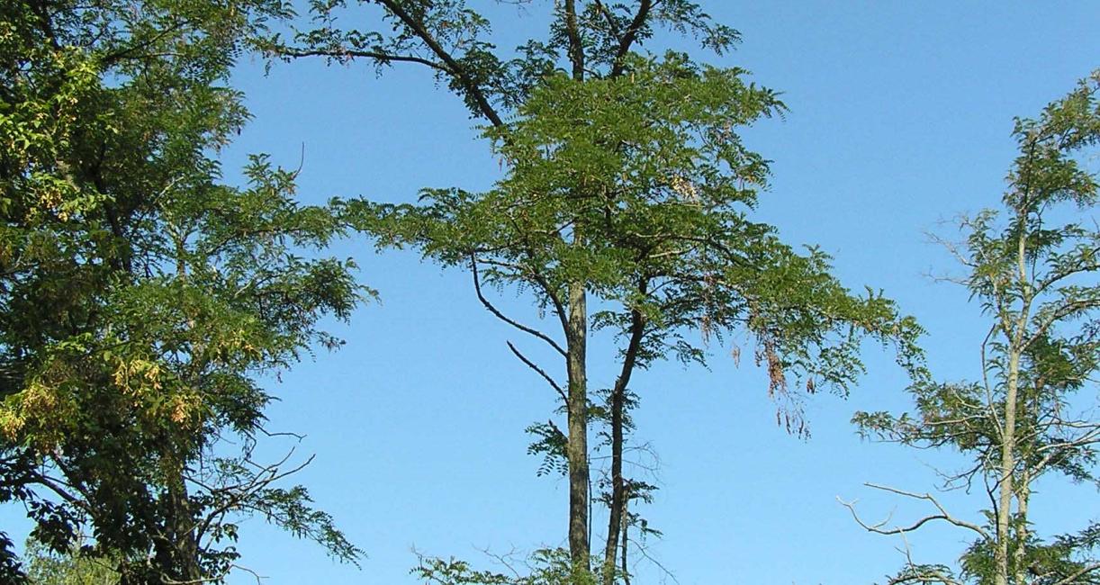 Tree habitat
