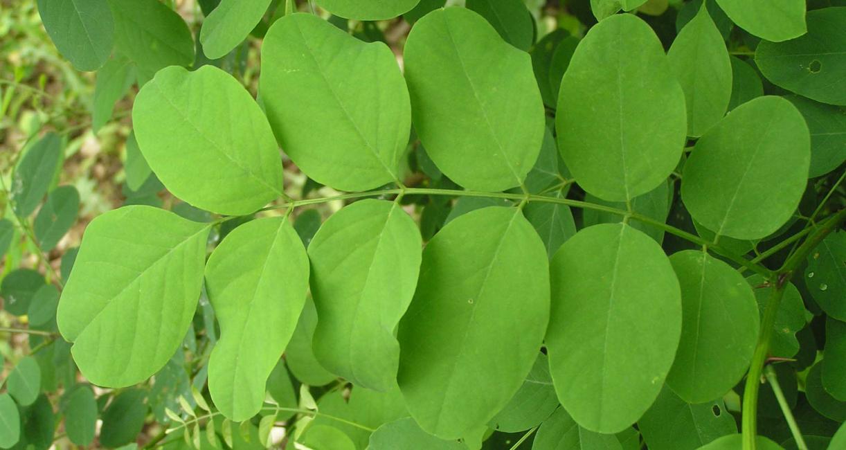 Tree leaves