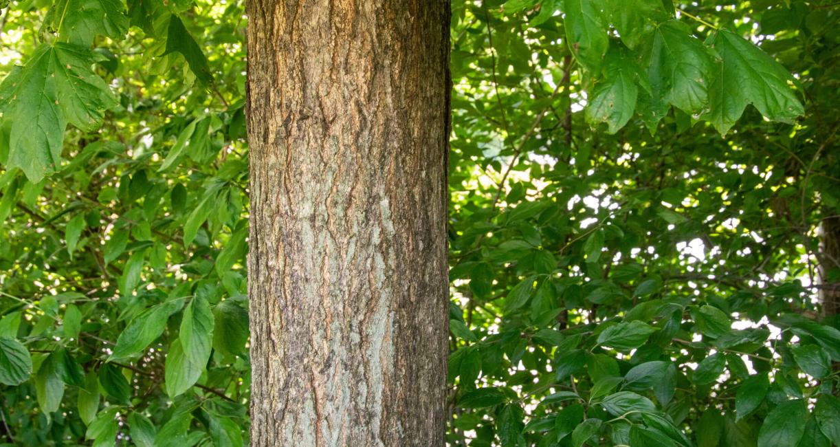 Tree bark