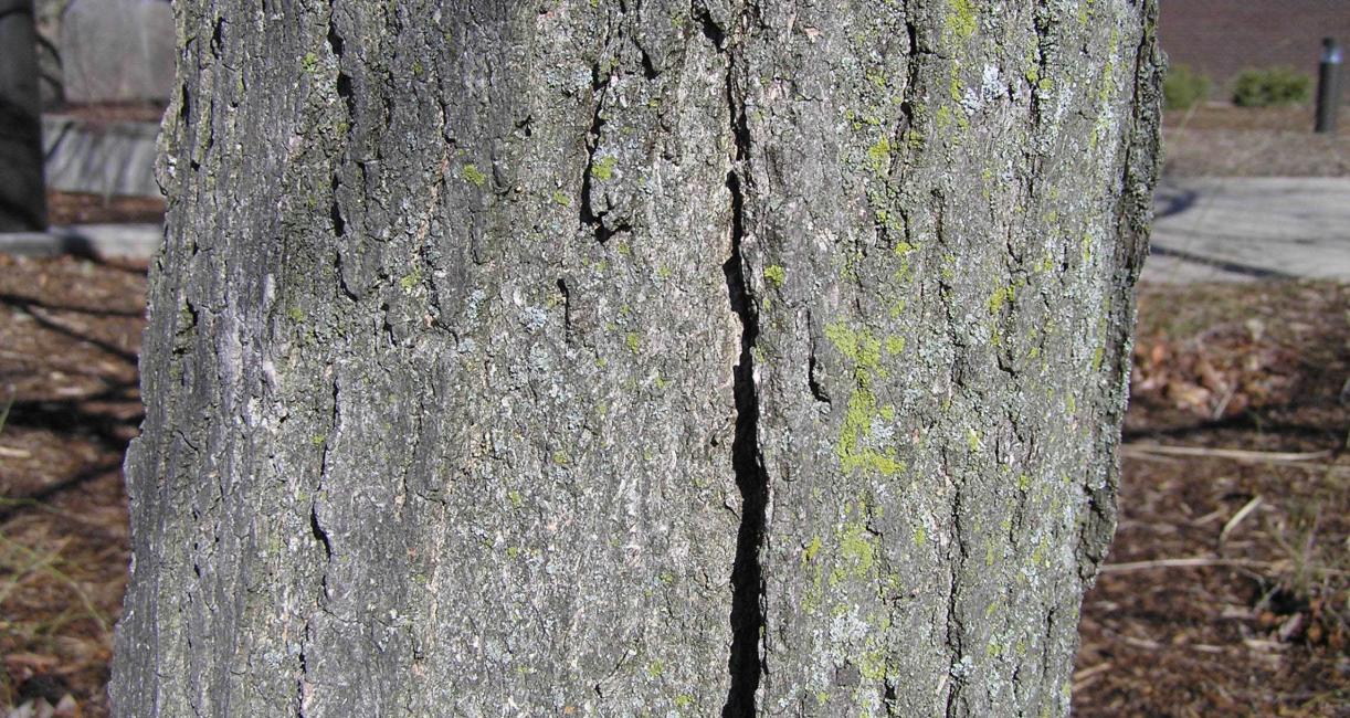 Tree bark