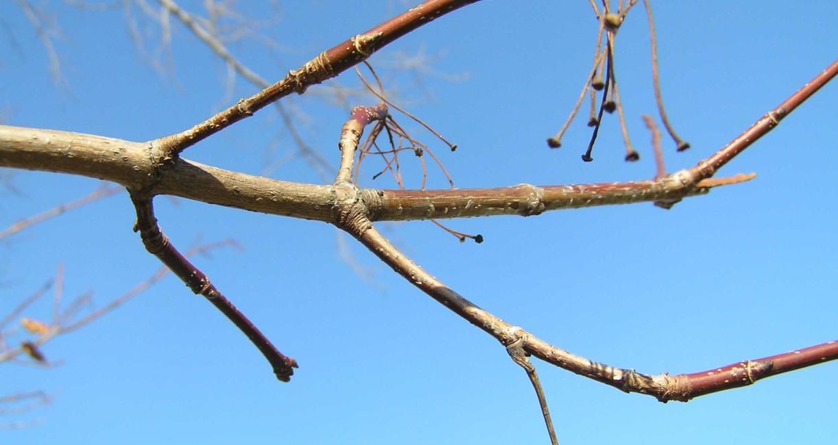 Tree branch