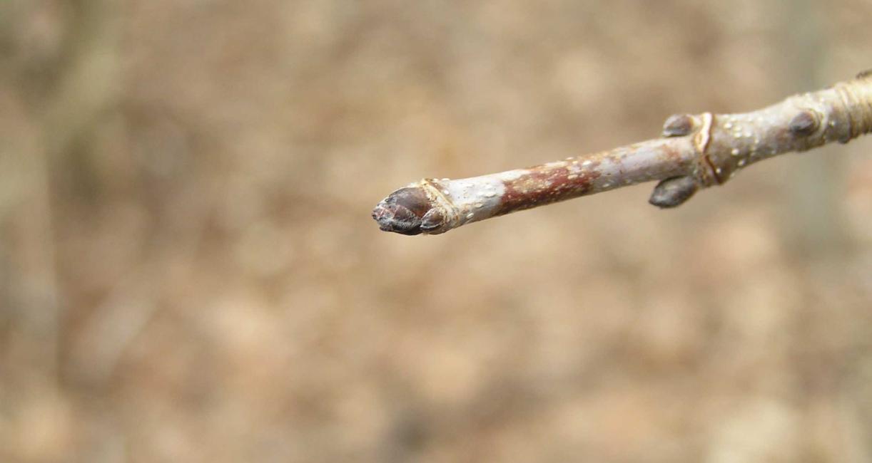 Tree bud