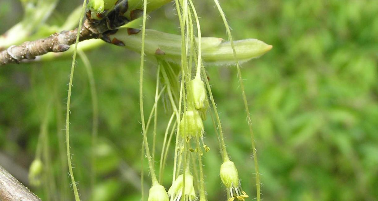 Tree flower