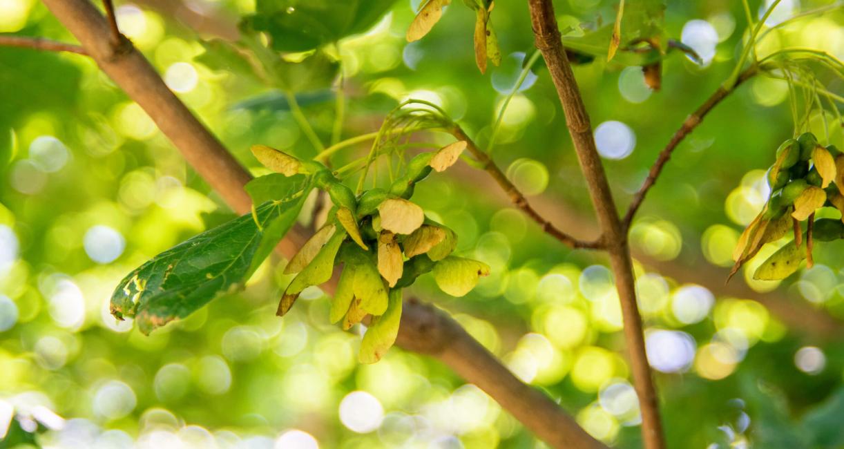 Tree fruit