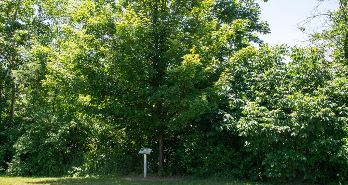 Tree habitat
