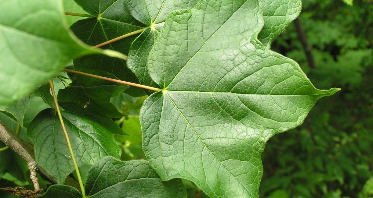 Tree leaves