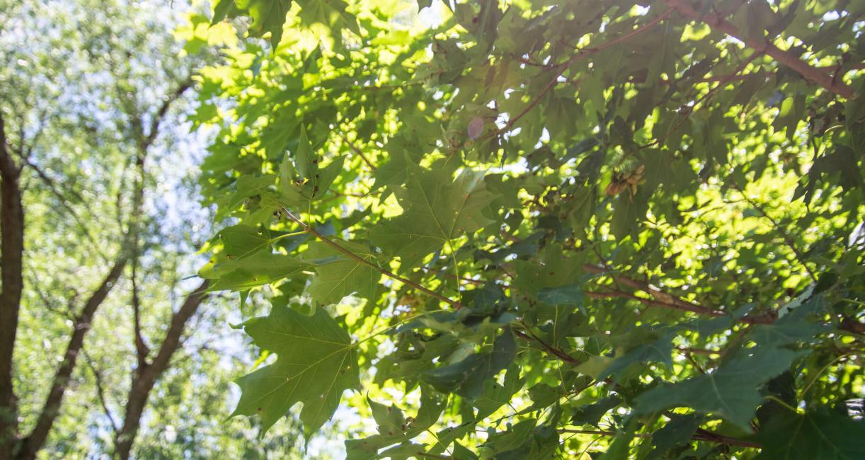 Tree leaves