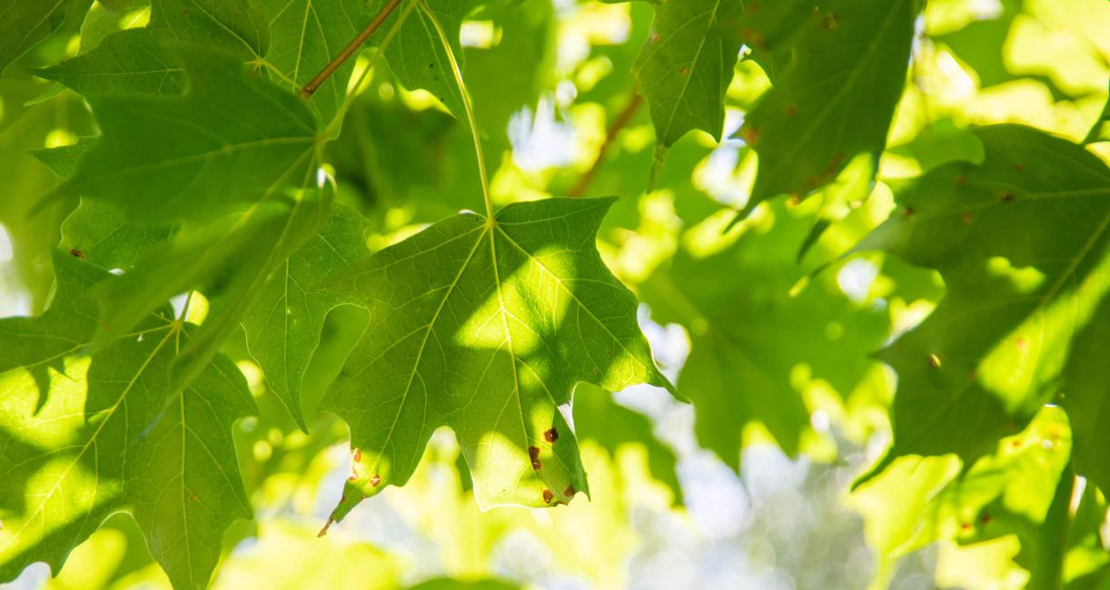 Tree leaves
