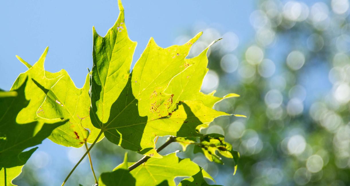 Tree leaves