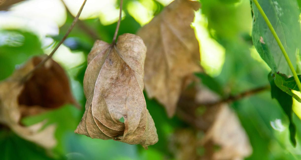 Tree leaves