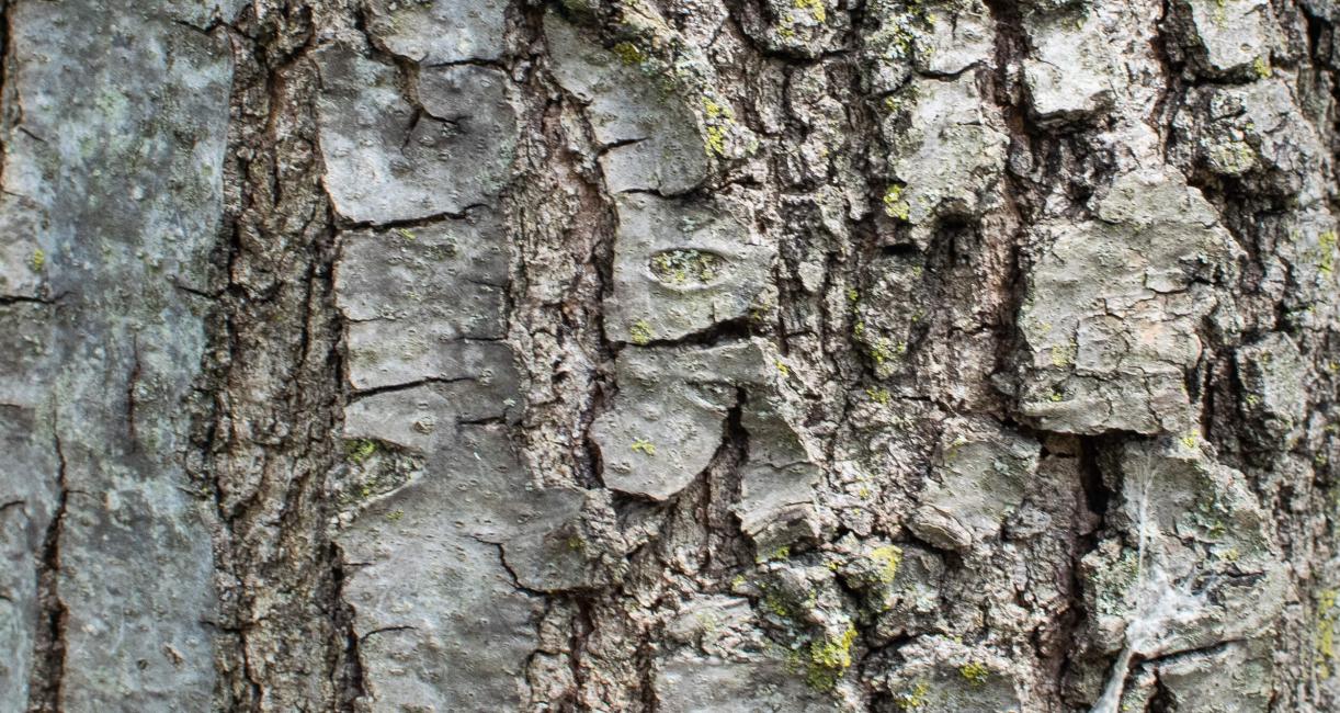 Tree bark