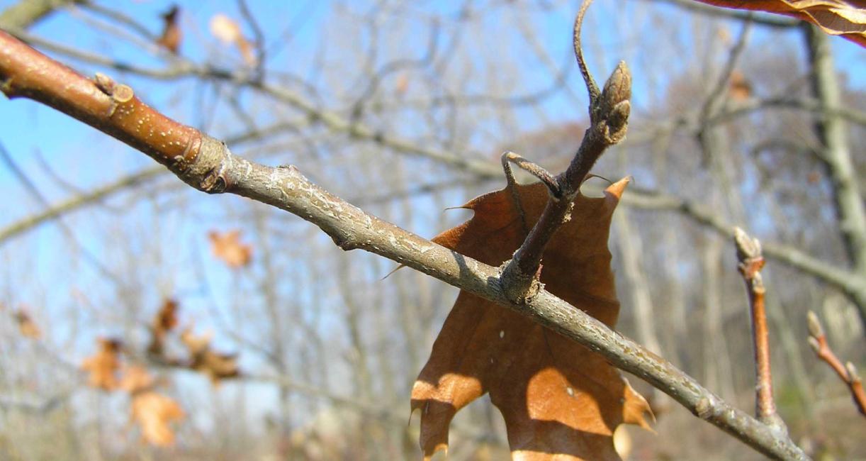 Tree branch