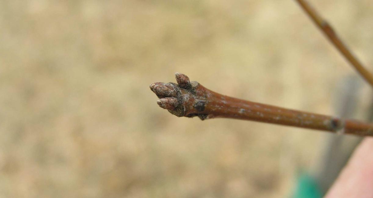 Tree bud