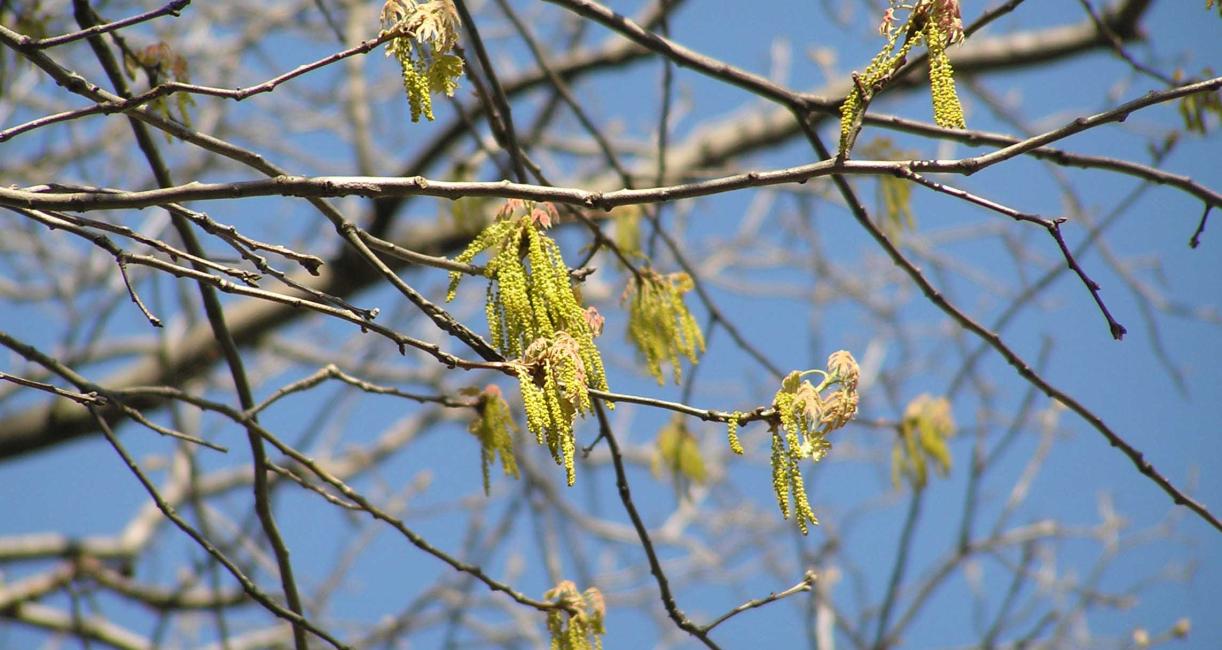 Tree flower