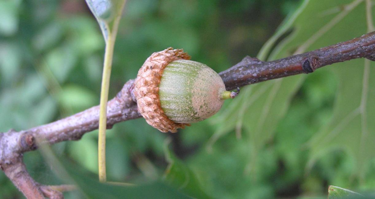 Tree fruit