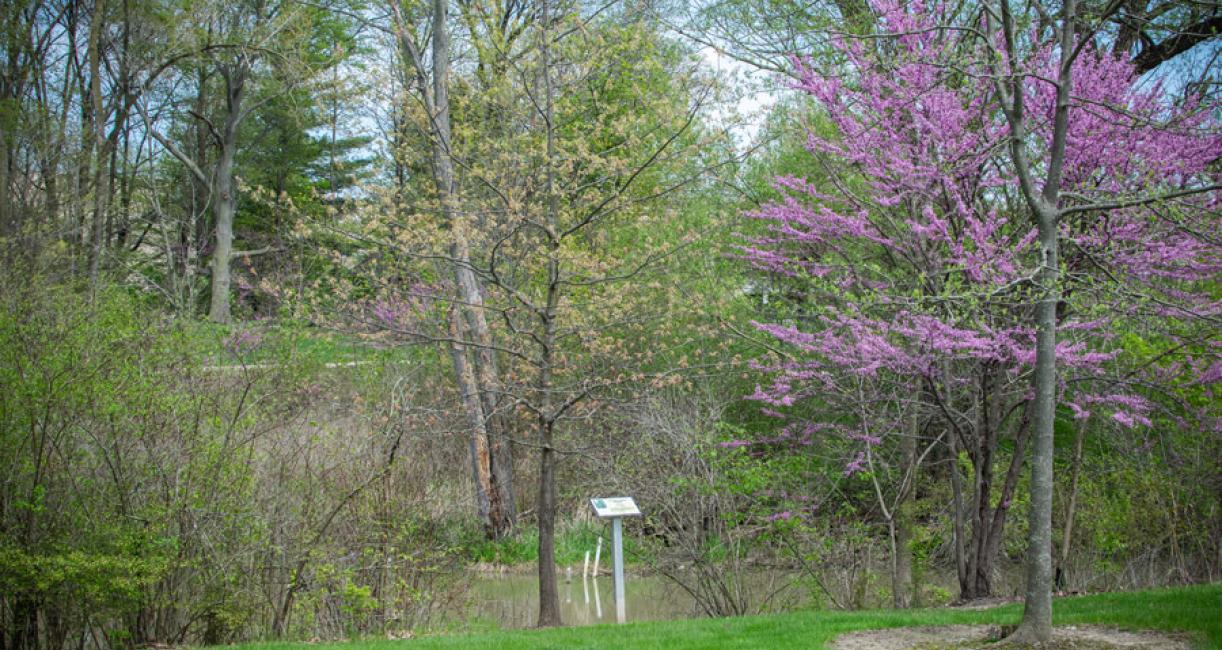 Tree habit
