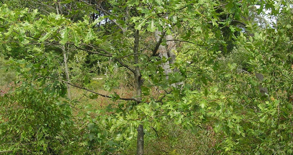 Tree habitat