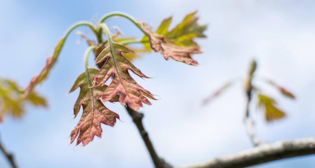 Tree leaves