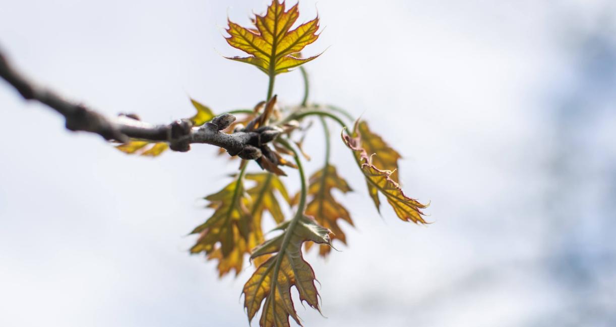 Tree leaves