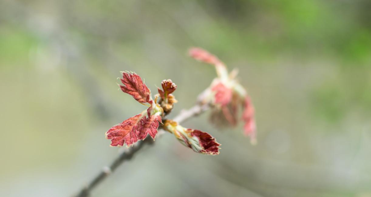 Tree leaves