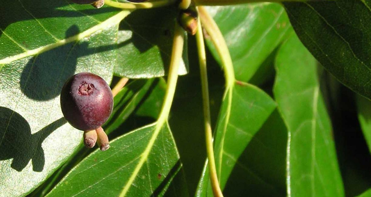 Tree fruit