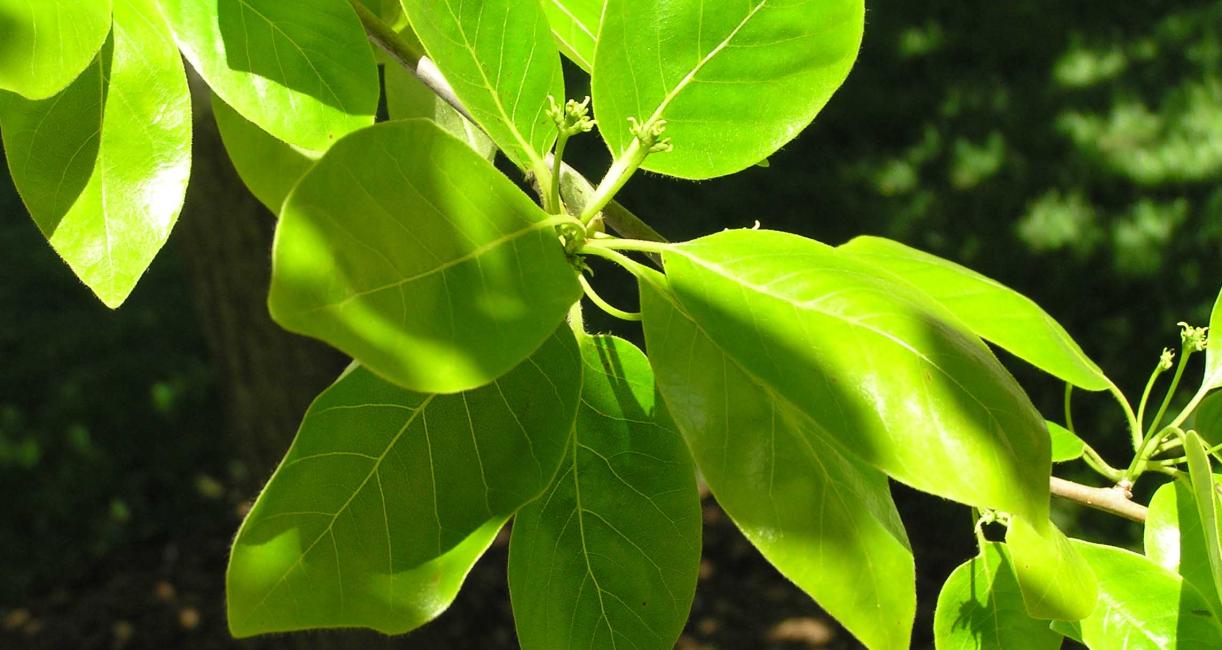 Tree leaves