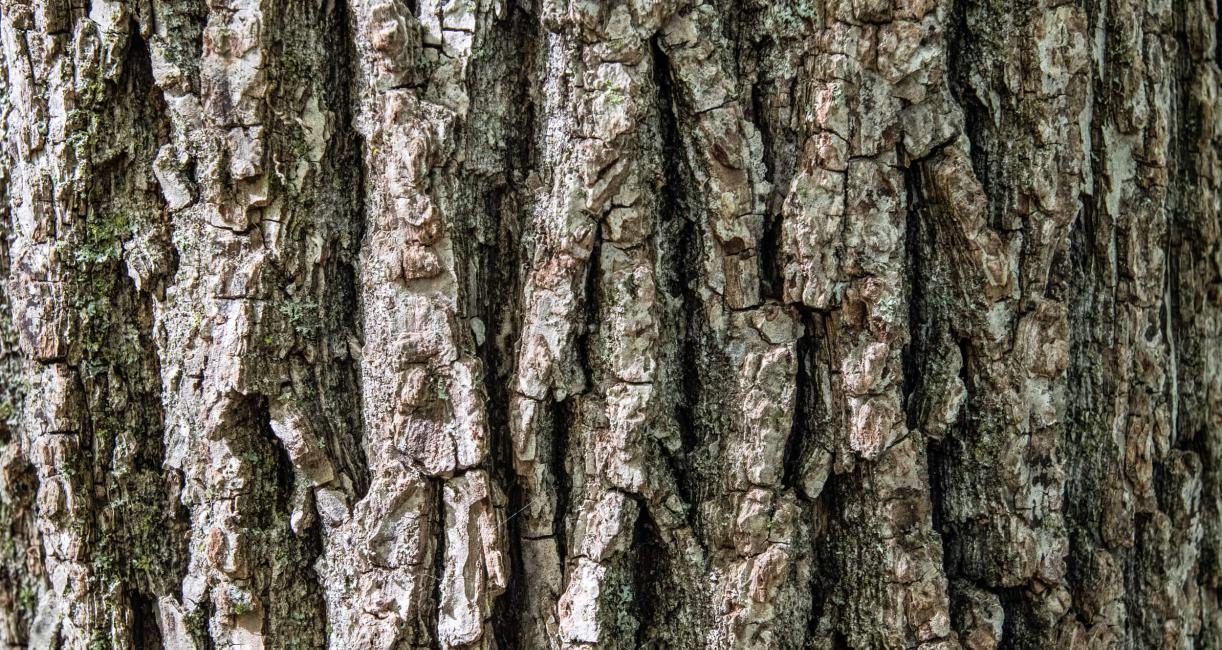 Tree bark