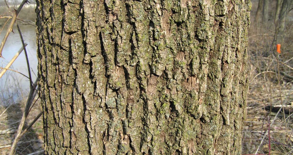 Tree bark