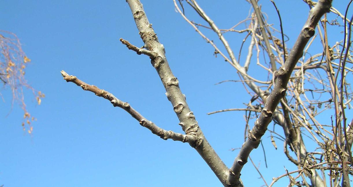 Tree branch