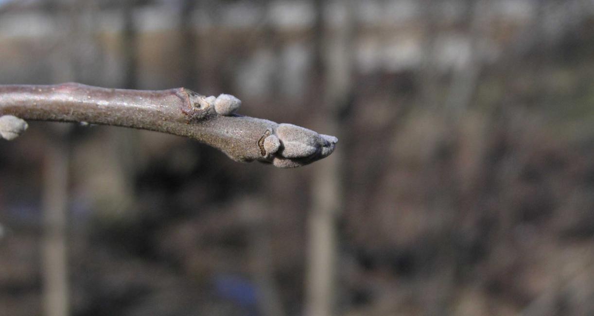 Tree bud