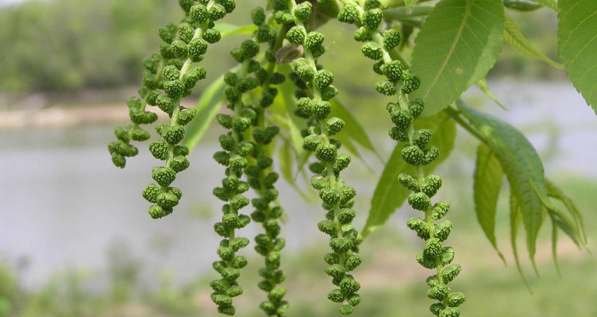 Tree flower