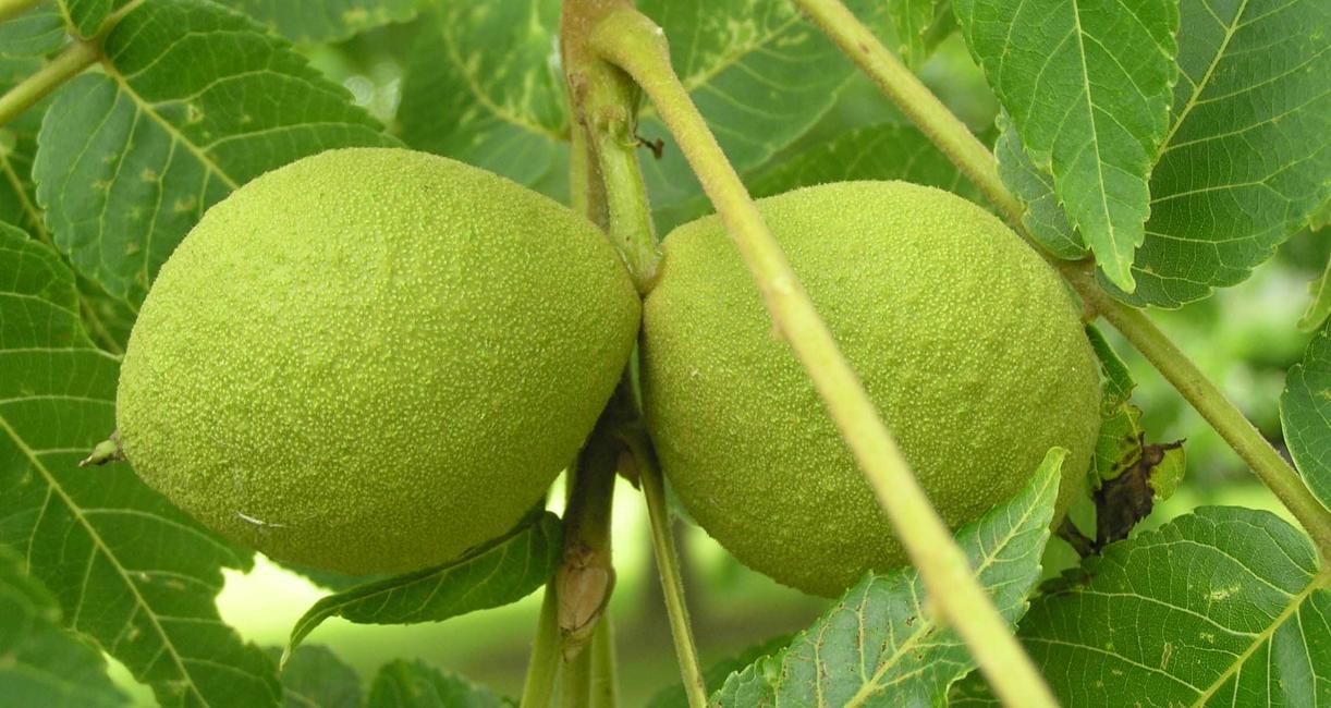 Tree fruit