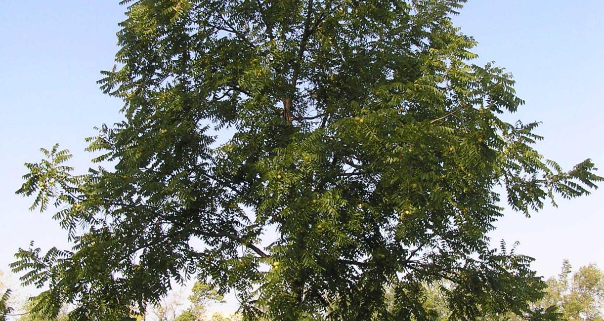 Tree habitat