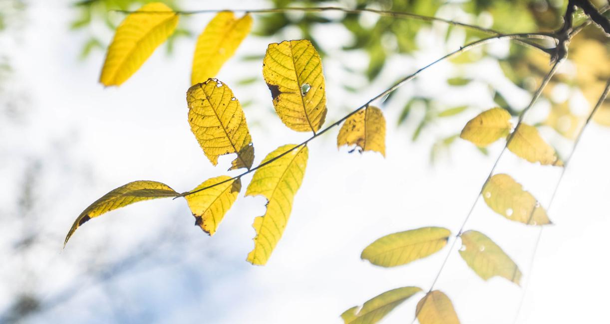 Tree leaves in fall