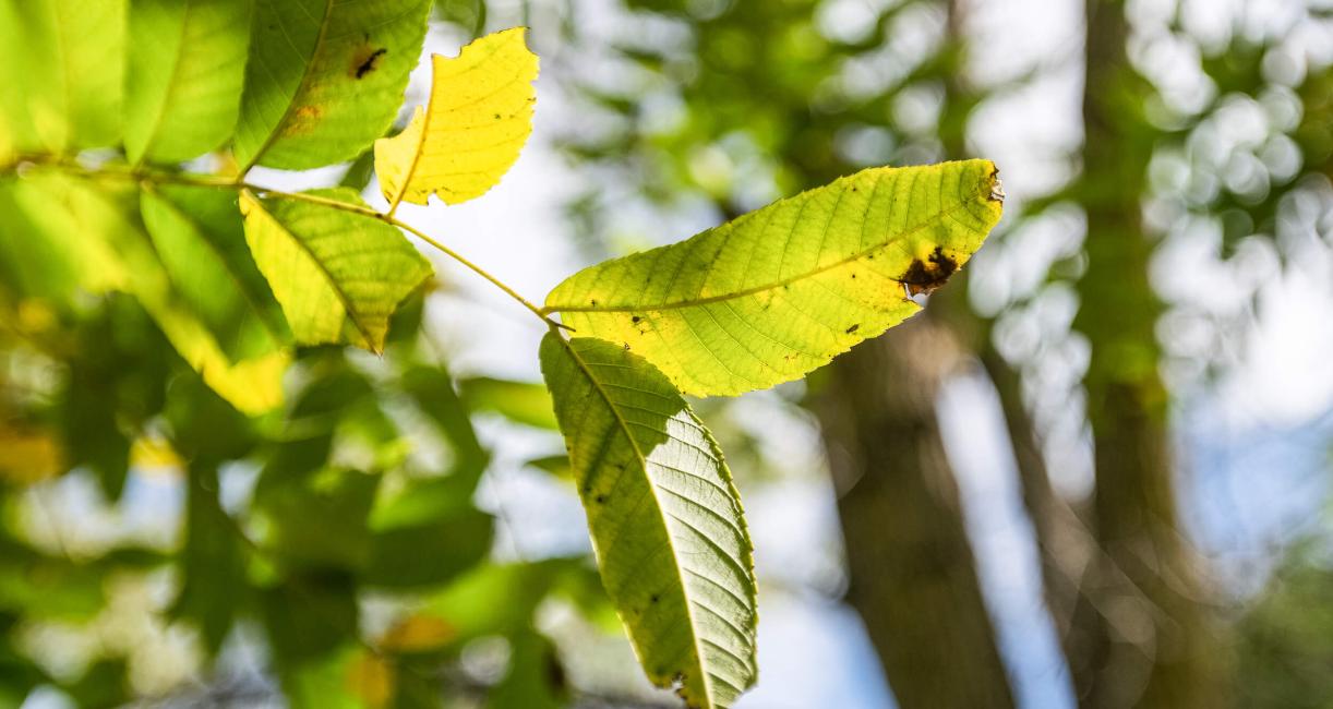 Tree leaves