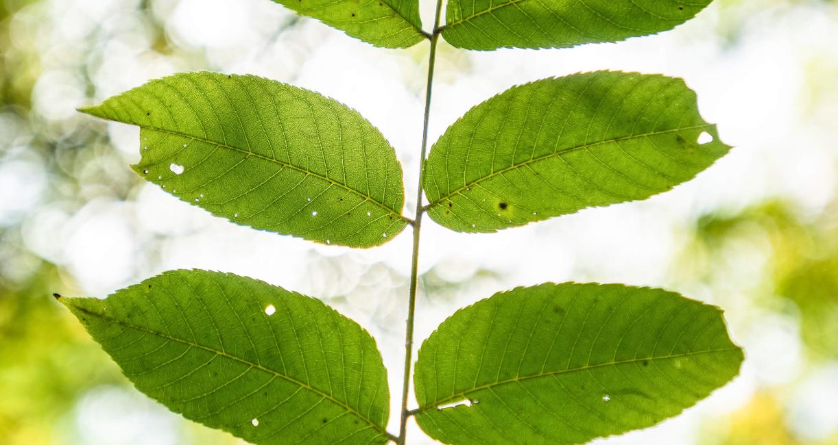 Tree leaves