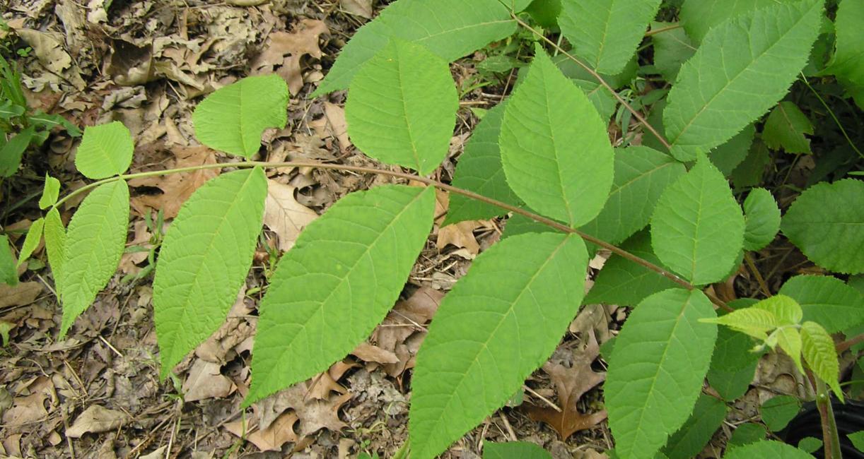 Tree leaves