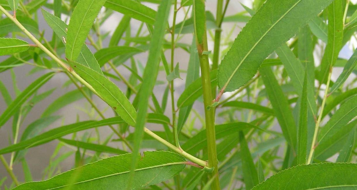 Tree branch