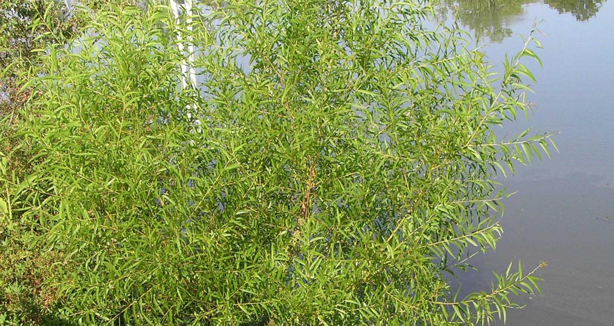 Tree habitat