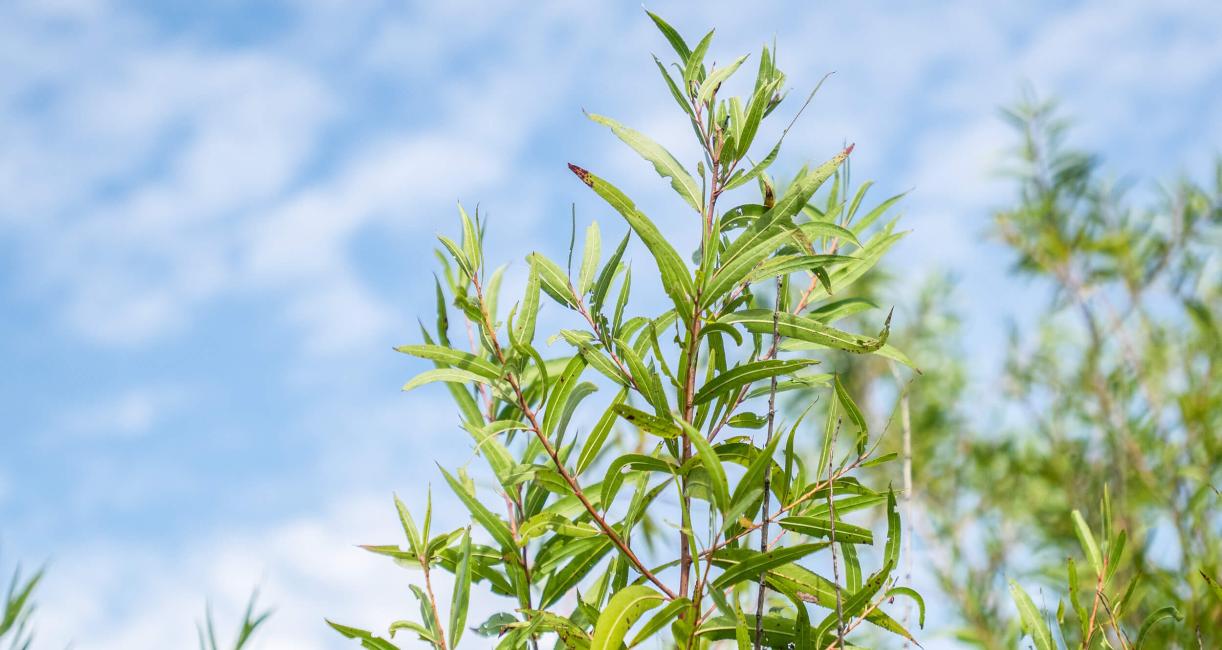 Tree leaves