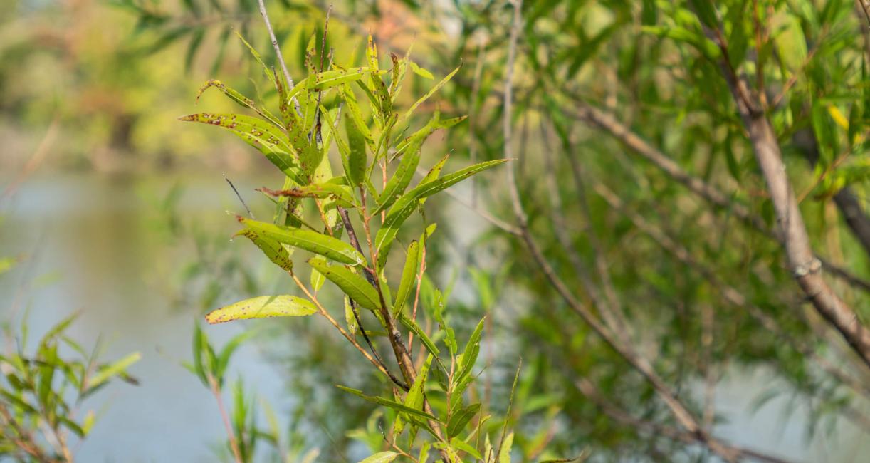 Tree leaves